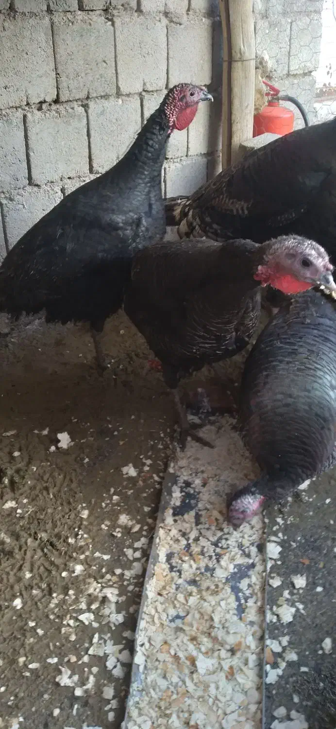 بوقلمون محلی|حیوانات مزرعه|لیلان, |دیوار