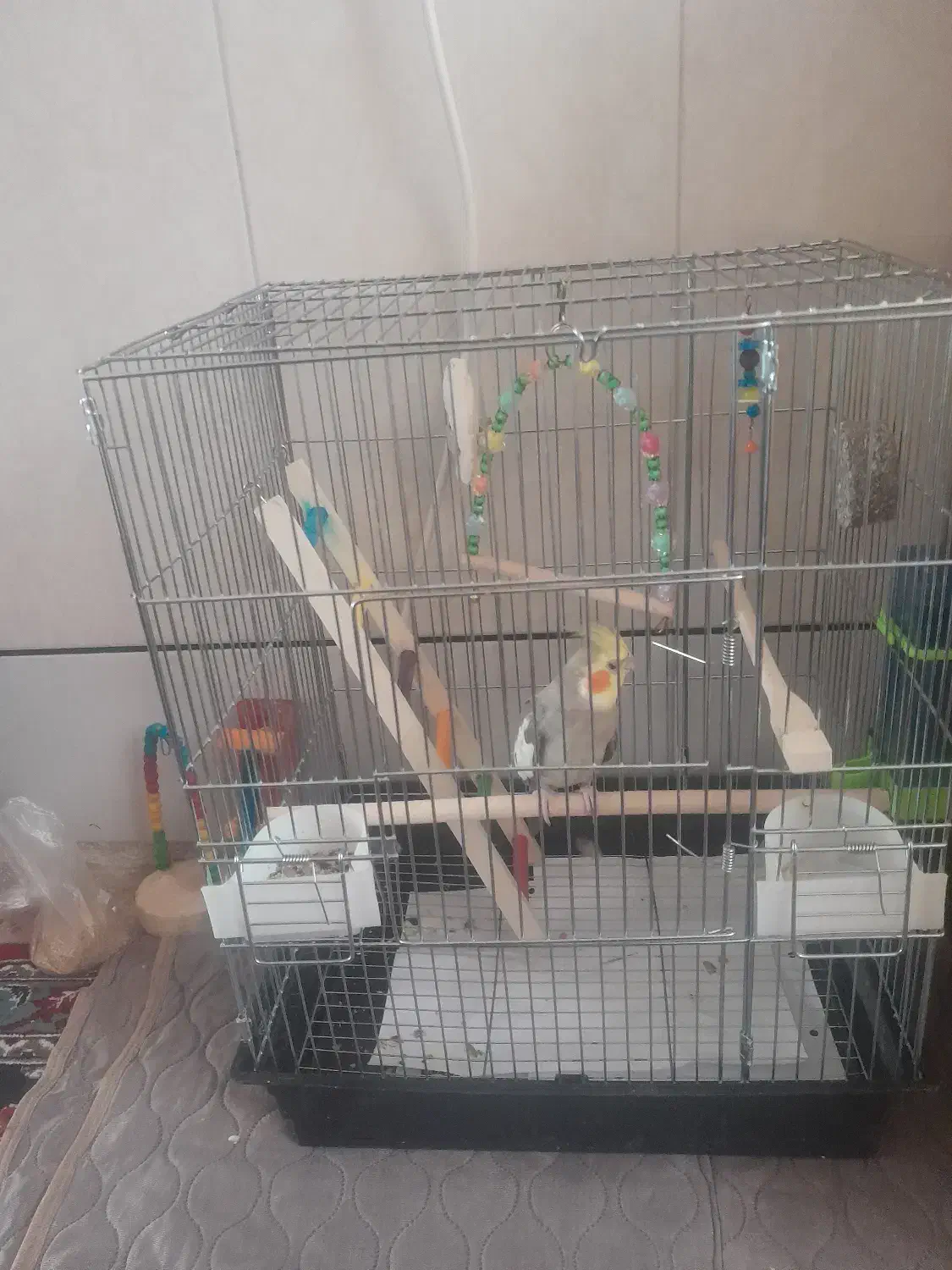 عروس.هلندی آهویی|پرنده|اردستان, |دیوار