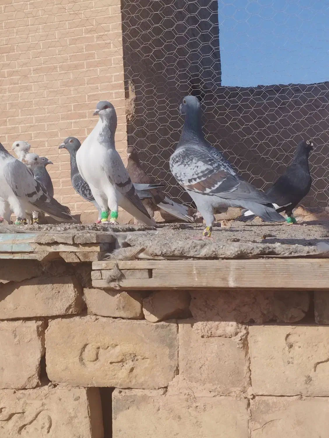 کبوترپرشی|پرنده|سبزوار, قاضی زاد|دیوار