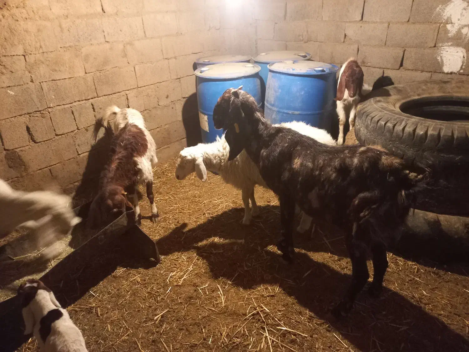 ۲تا بز و۴بزغاله|حیوانات مزرعه|زیرکوه, |دیوار