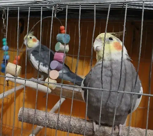 عروس هلندی|پرنده|لنگرود, |دیوار