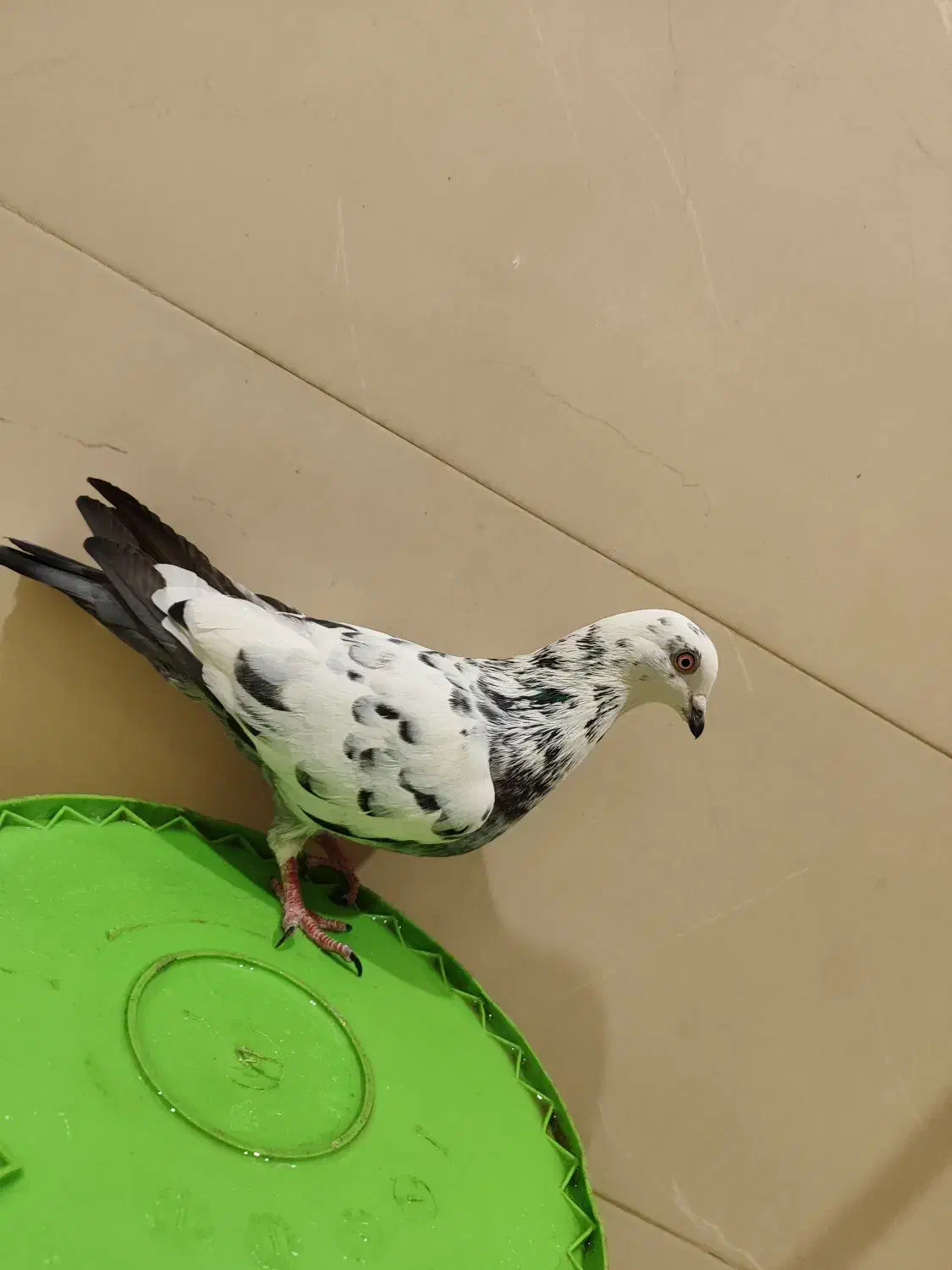 کفتر سوسک دورگ گرفتنی|پرنده|شاهرود, |دیوار