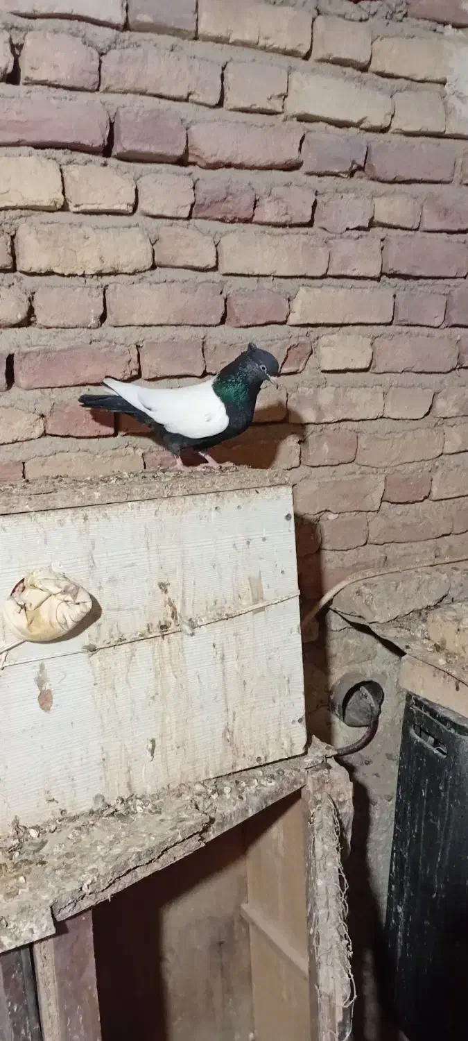 سینه سیاه ماده|پرنده|آشخانه, |دیوار