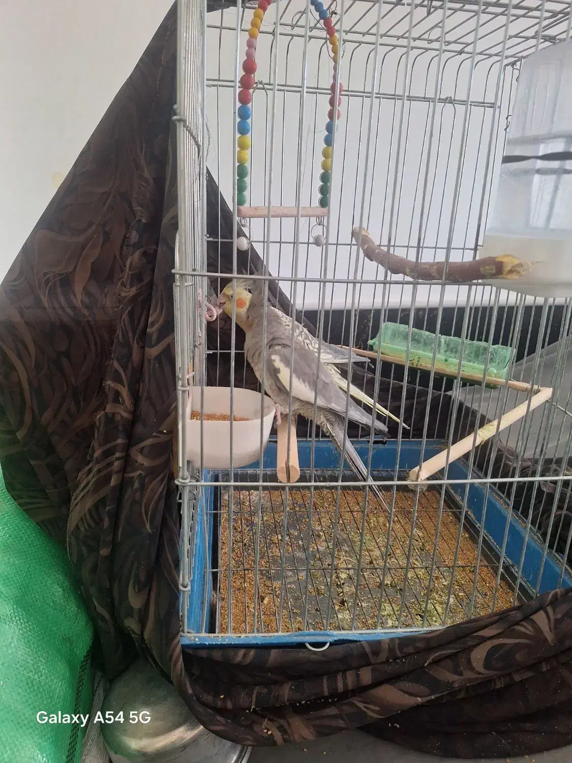 عروس هلندی مولد|پرنده|قم, حکمت شمالی|دیوار