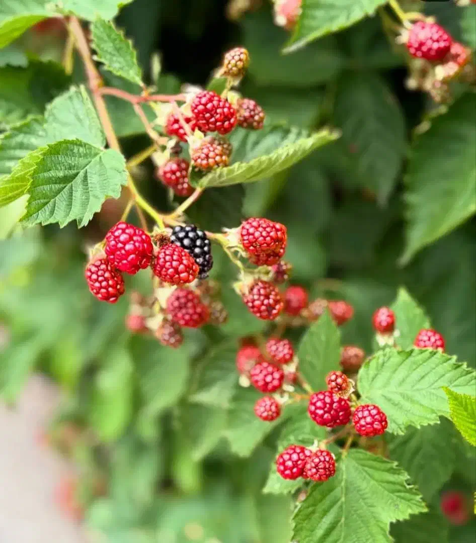 محصولات کشاورزی و خرمای مرداسنگ|خوردنی و آشامیدنی|جاسک, |دیوار