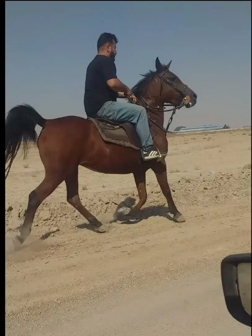 مادیون کره ولیهددوازده امامی|اسب و تجهیزات اسبسواری|اصفهان, حصه جنوبی|دیوار