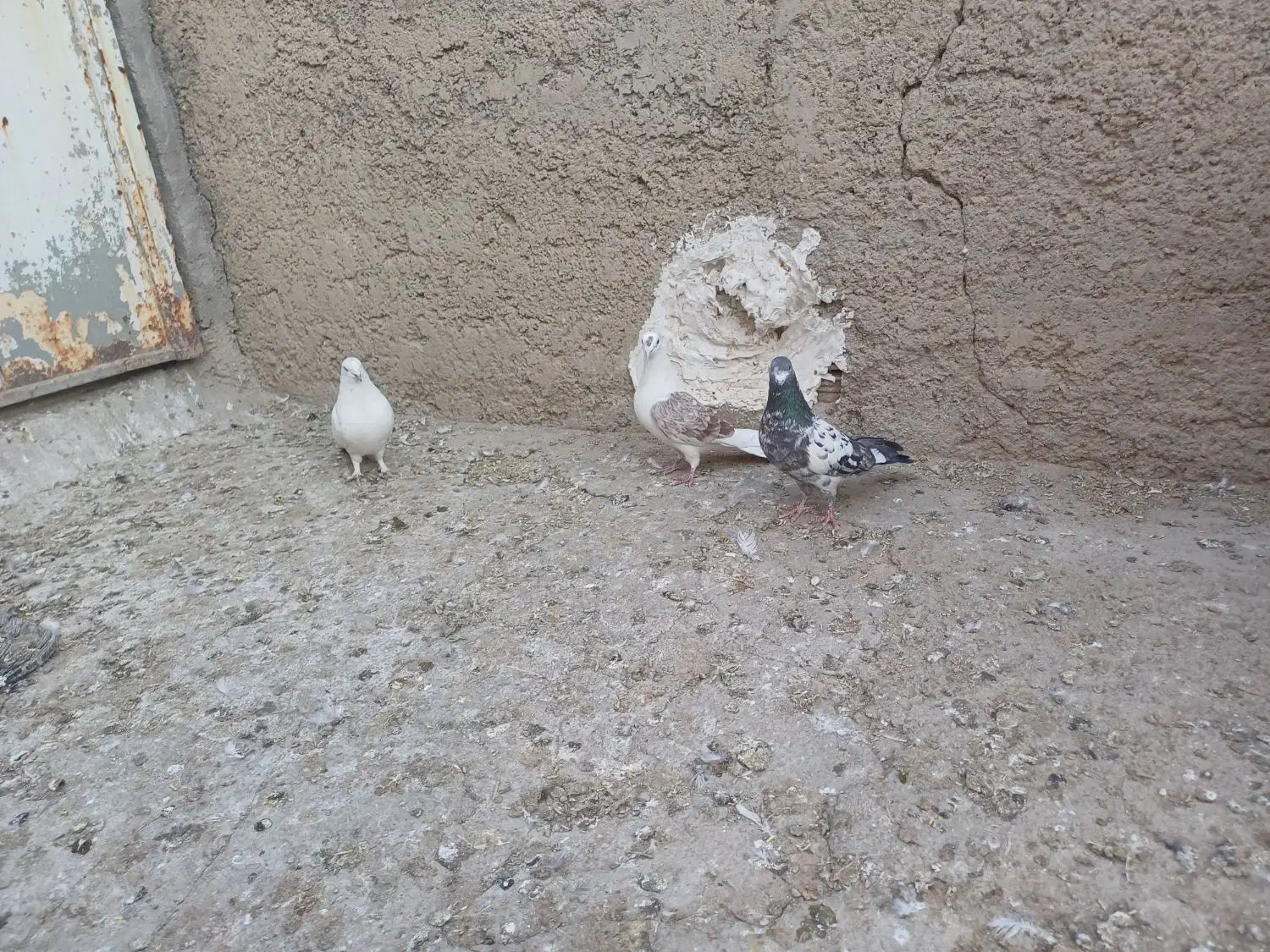 پنج عدد کبوتر پرشی|پرنده|نورآباد, |دیوار