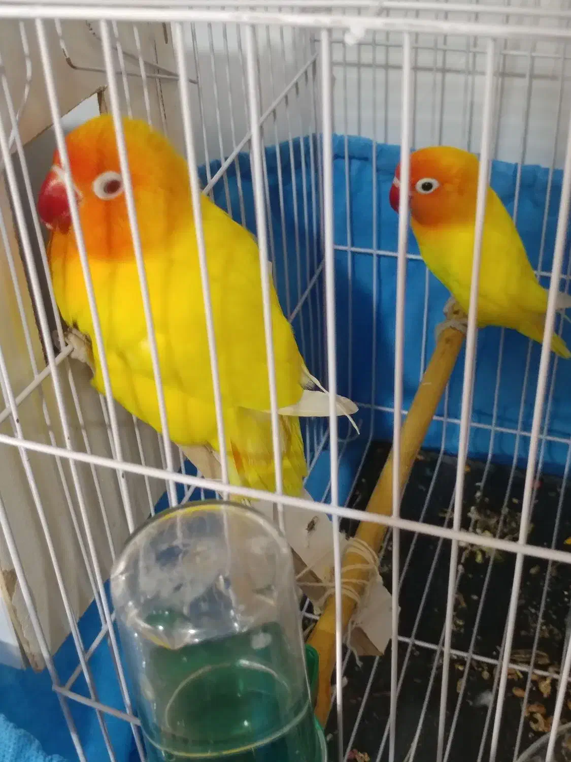 طوطی کوتوله برزیلی فیشر طلایی|پرنده|مشهد, هفده شهریور|دیوار