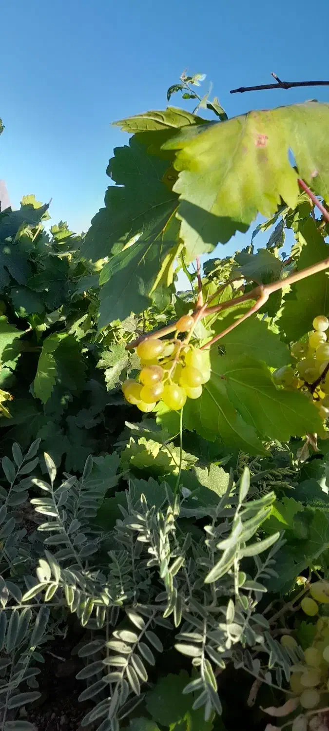 باغ انگور و میوه|فروش زمین و ملک کلنگی|زنده رود, |دیوار