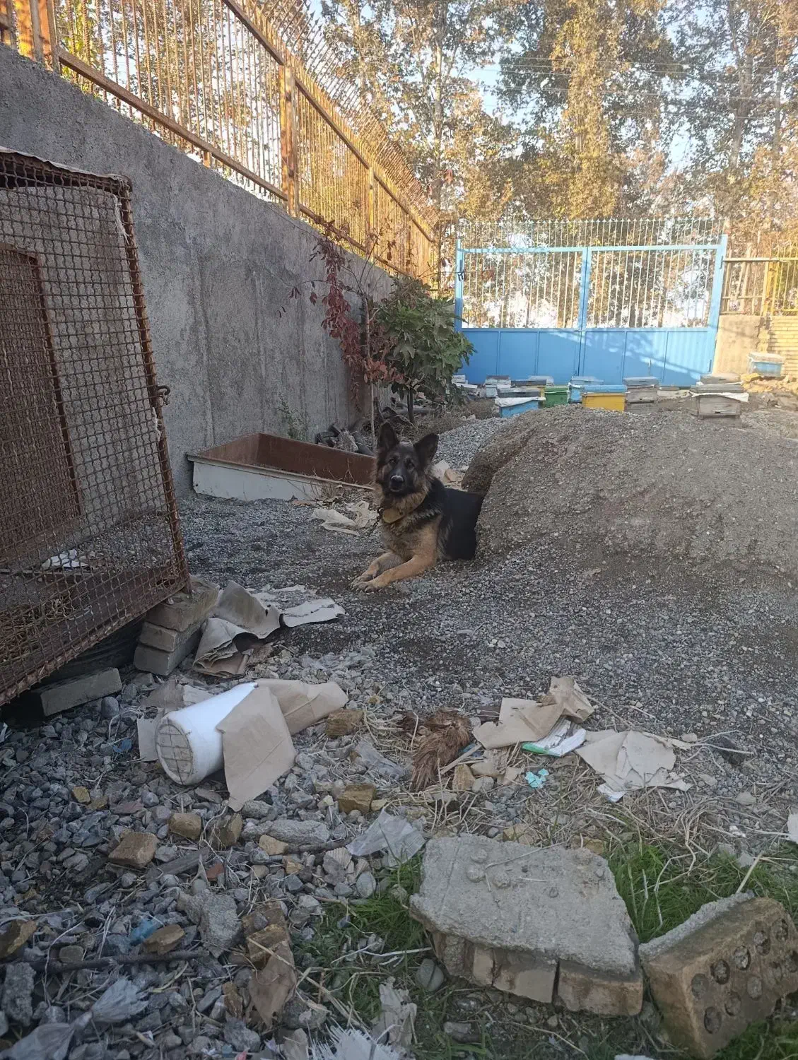 سگ‌ماده‌ژرمن‌نژاددار‌ماده|سگ|گرگان, |دیوار