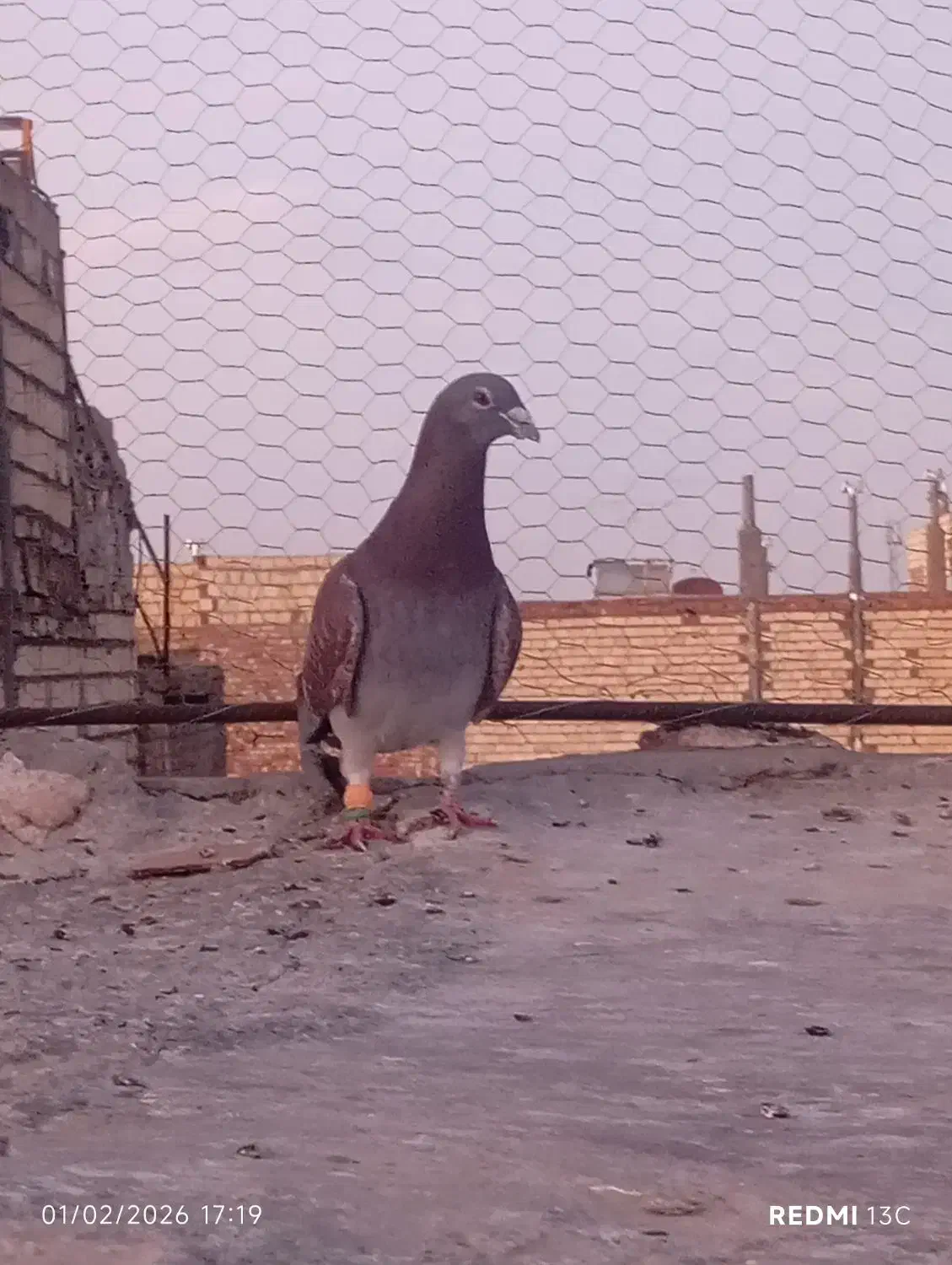 نربورمکس|حیوانات|زاهدان, |دیوار