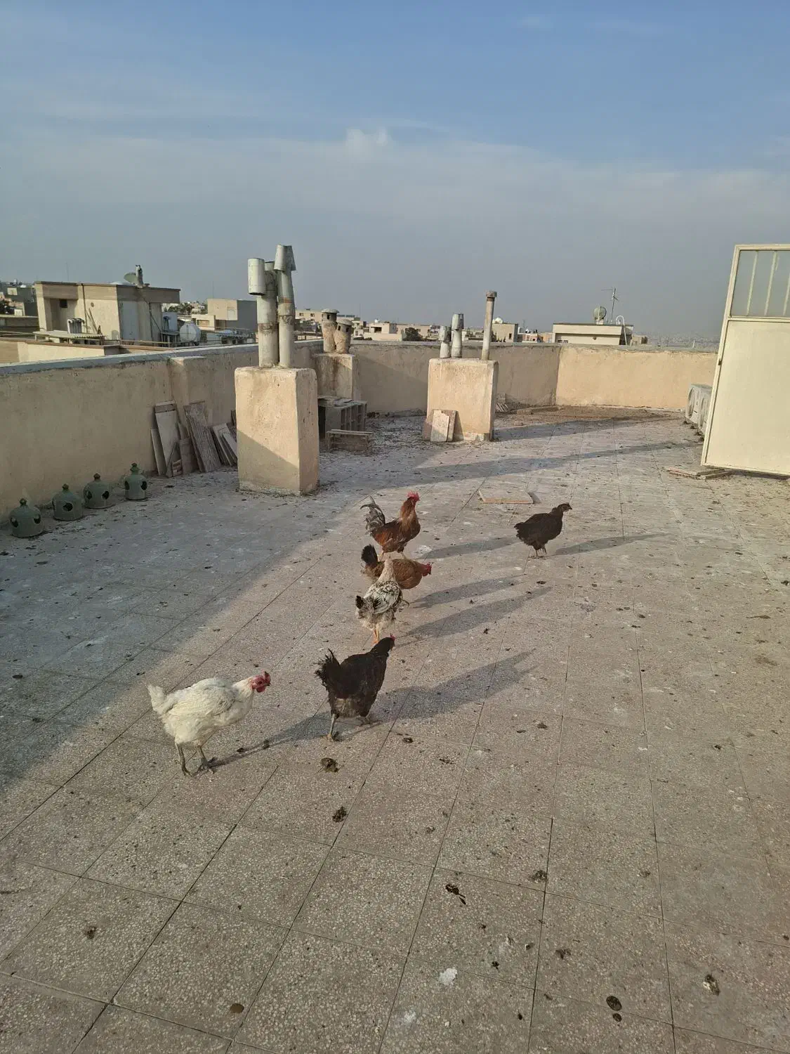 مرغ|حیوانات مزرعه|اصفهان, کوی امام جعفر صادق|دیوار