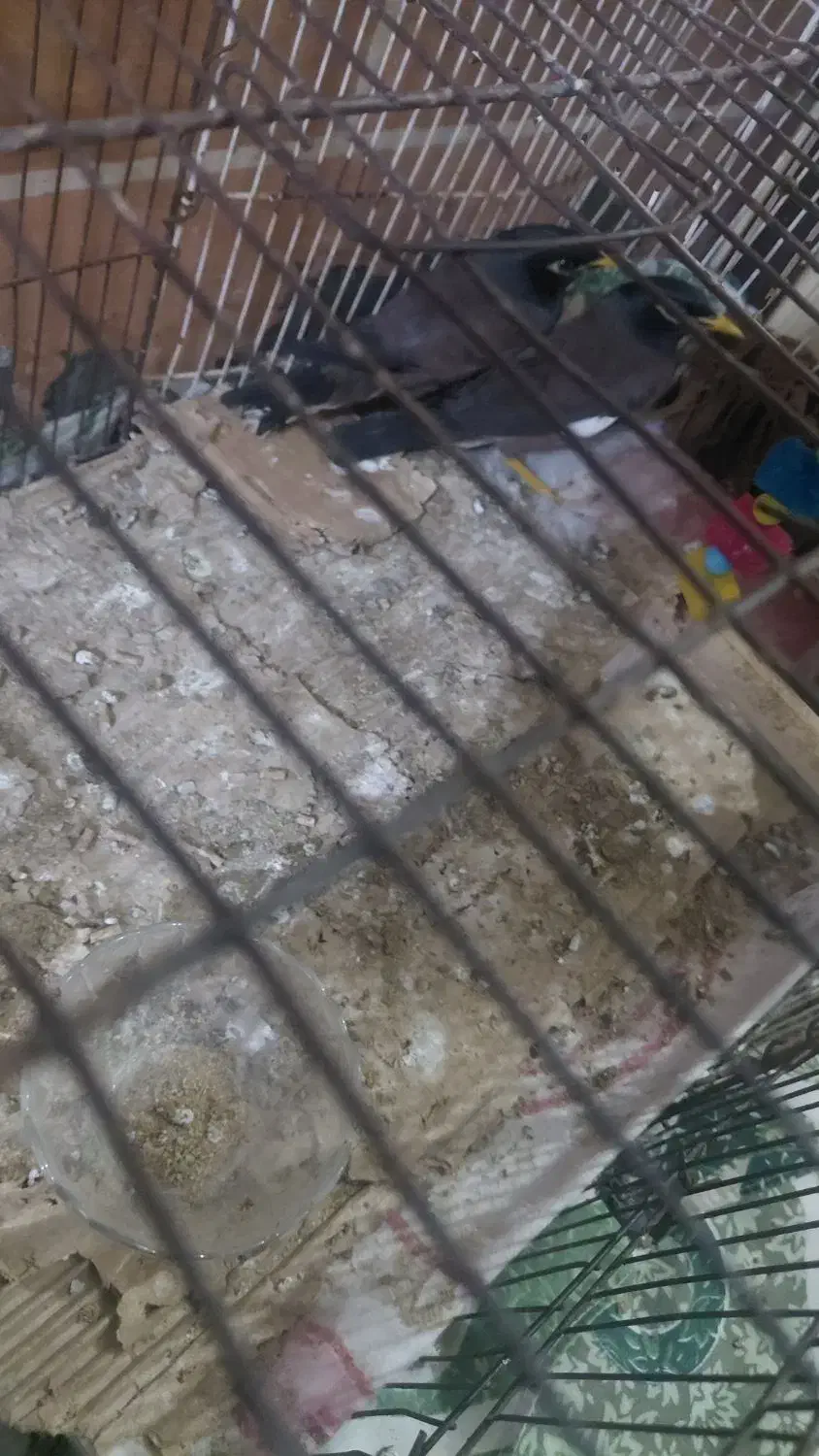 مینا دو ماهه|پرنده|سراوان, |دیوار