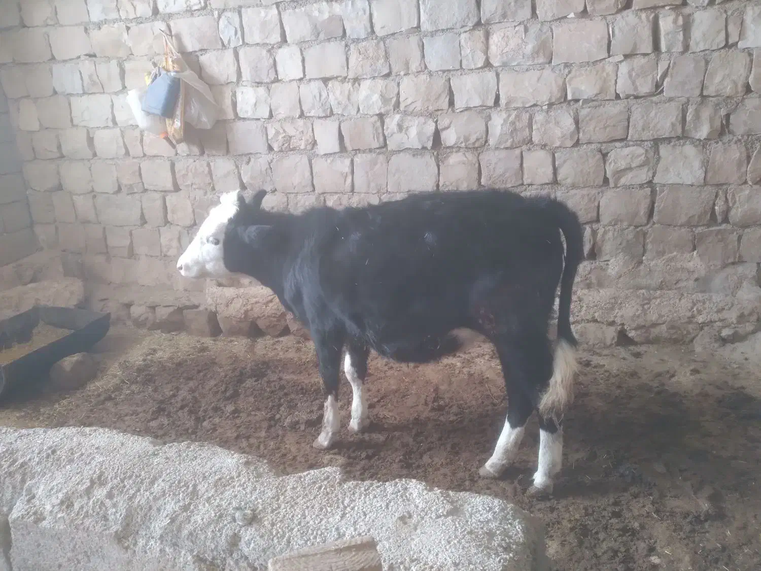 گاو گوساله|حیوانات مزرعه|چگنی, |دیوار