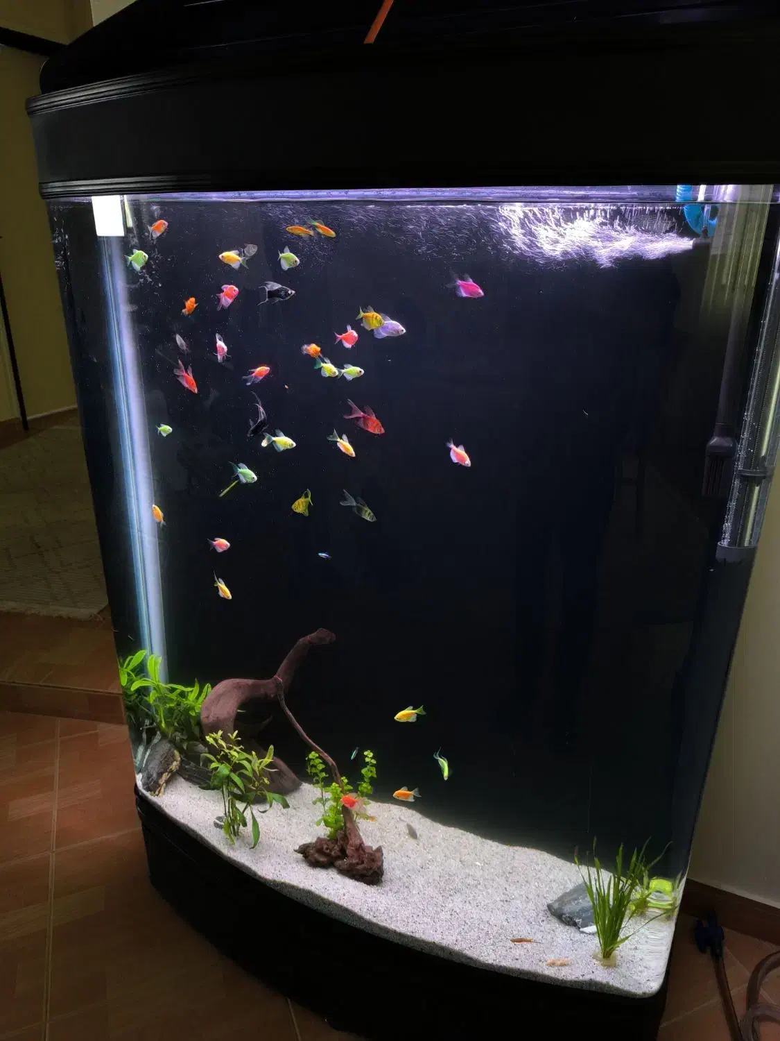 اکواریوم L1000دلسا|ماهی|بندرعباس, |دیوار