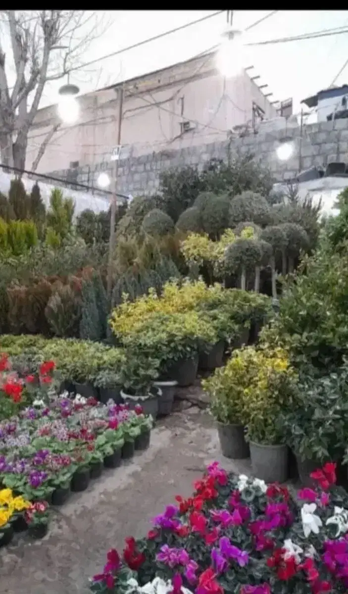 خدمات باغبانی فروش گل تعویض خاک گلدان گلکاری باغ|خدمات باغبانی و درختکاری|تهران, قیطریه|دیوار