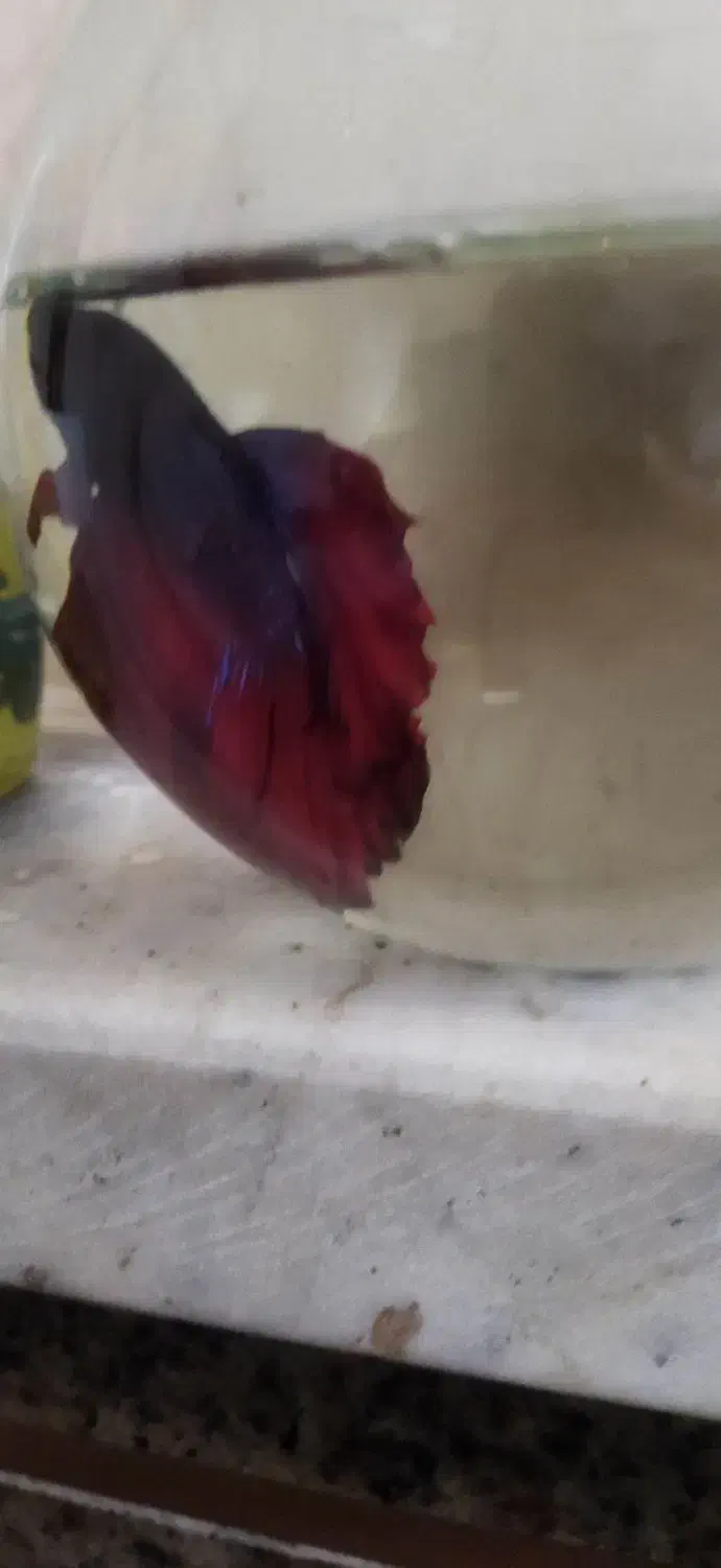 فایتر نر هافمون|ماهی|نظرآباد, نظرآباد|دیوار