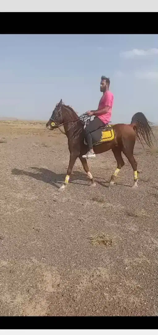 اسب نریون عرب پرخون|اسب و تجهیزات اسب‌سواری|صفادشت, |دیوار