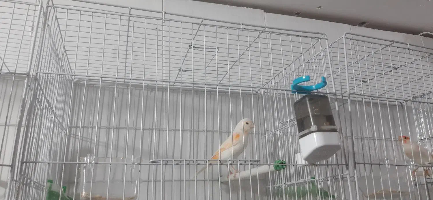 ۸ عدد قناری|پرنده|اراک, |دیوار