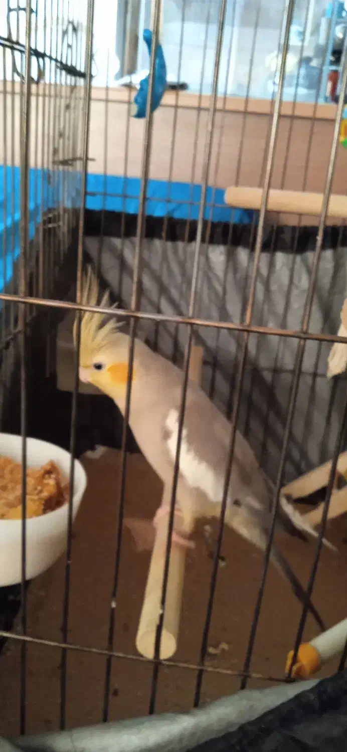 عروس هلندی ماده|پرنده|ری, دولت‌آباد|دیوار