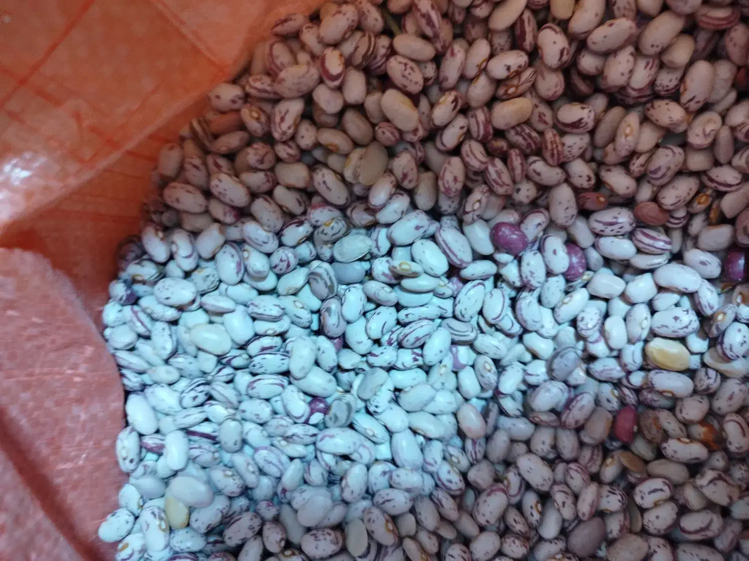 لوبیا|خوردنی و آشامیدنی|جوانرود, |دیوار