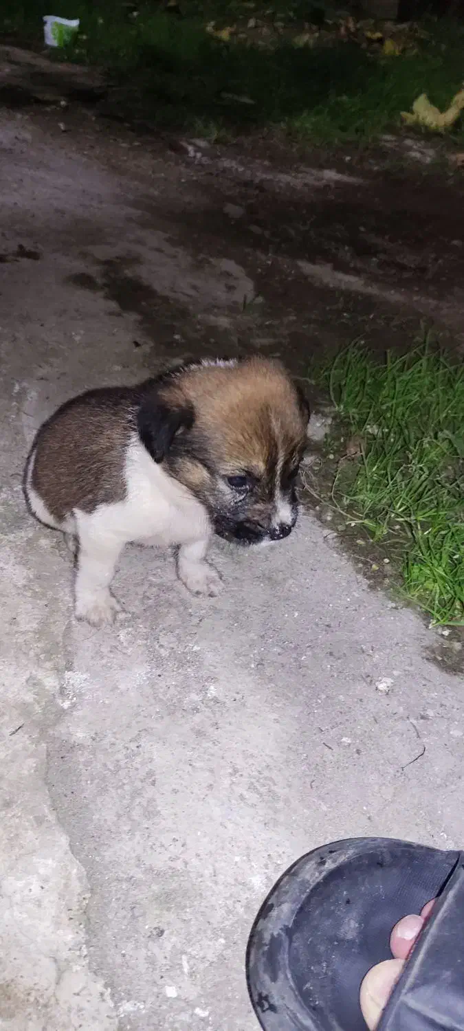 واگذارتوله دورگ سرابی|سگ|آستارا, |دیوار