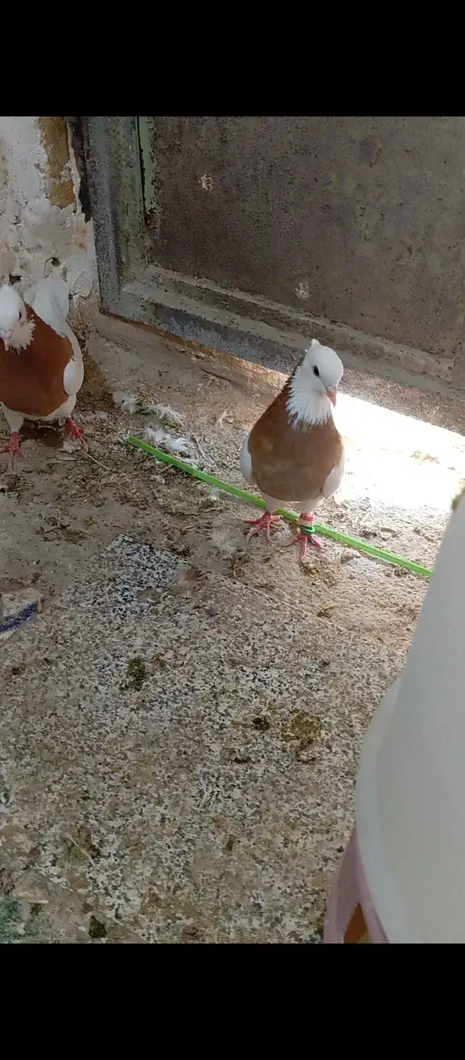 کفتر کفتر|پرنده|یزدان شهر, |دیوار