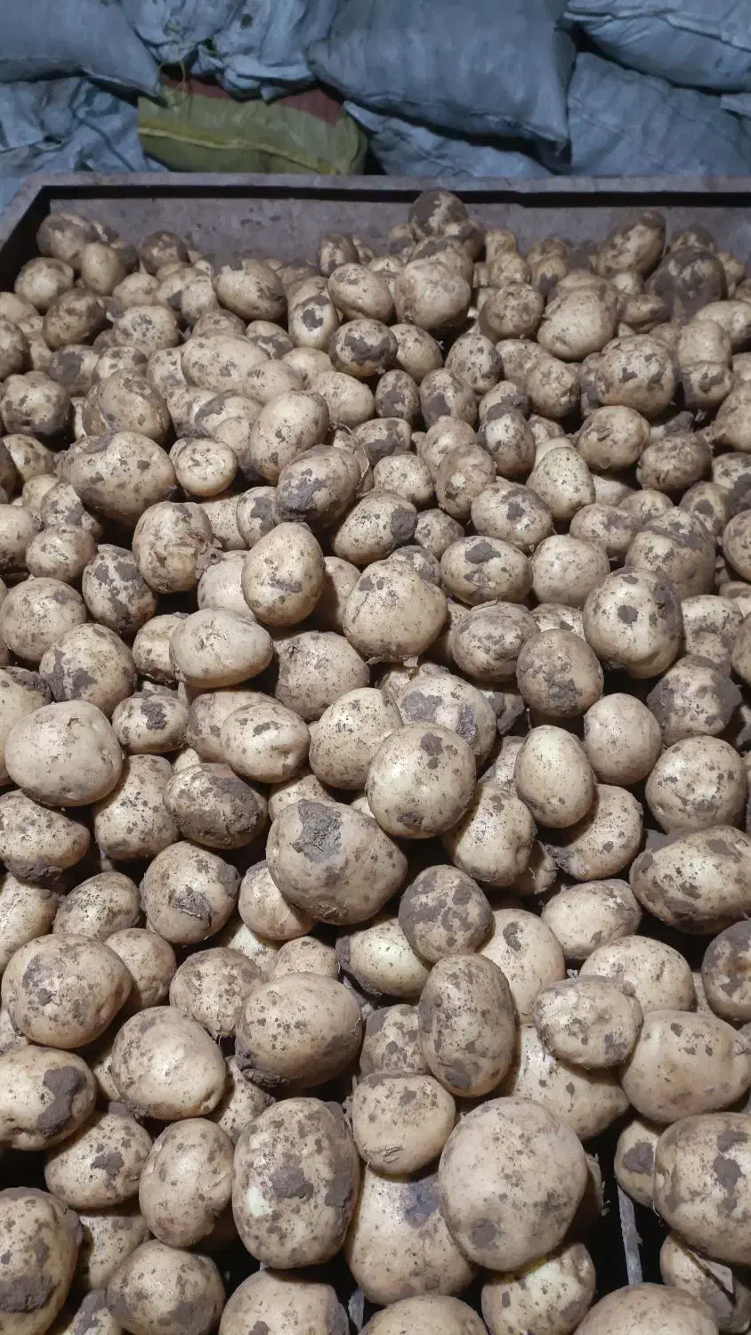 سیبزمینی بذری|حراج|کبودرآهنگ, |دیوار