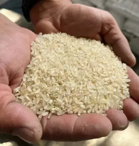 برنج کامفیروزی|خوردنی و آشامیدنی|کامفیروز, |دیوار