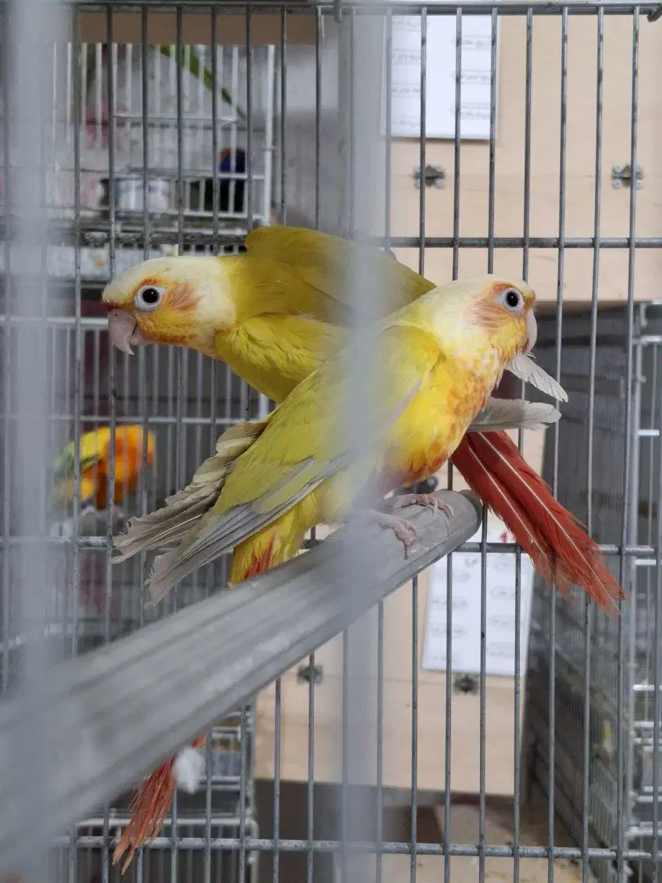 ردچیک دستی جفت|پرنده|مشهد, دانشجو|دیوار