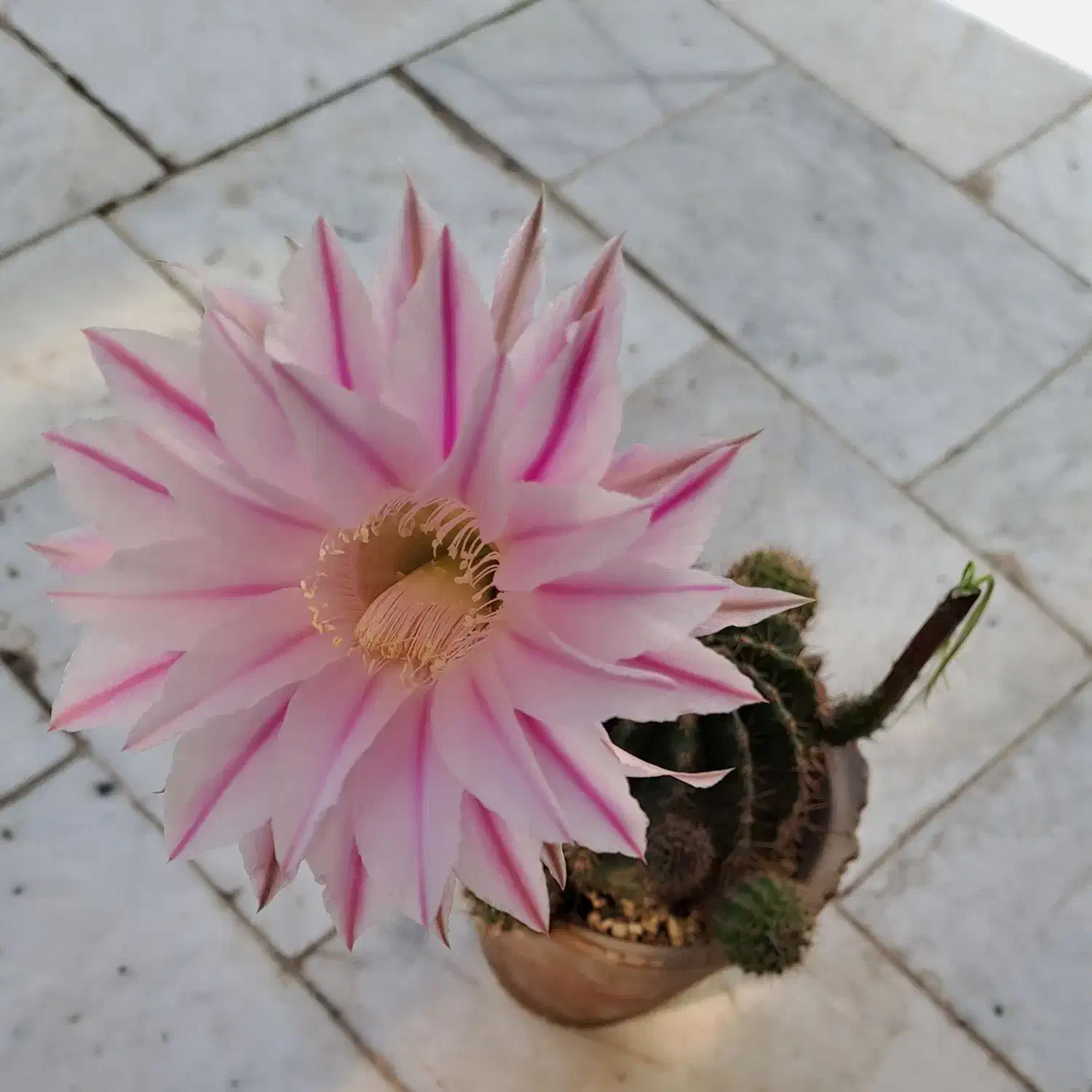 ۴عددگلدان کاکتوس به فروش میرسد|گل و گیاه طبیعی|شاهین‌شهر, نظامی|دیوار