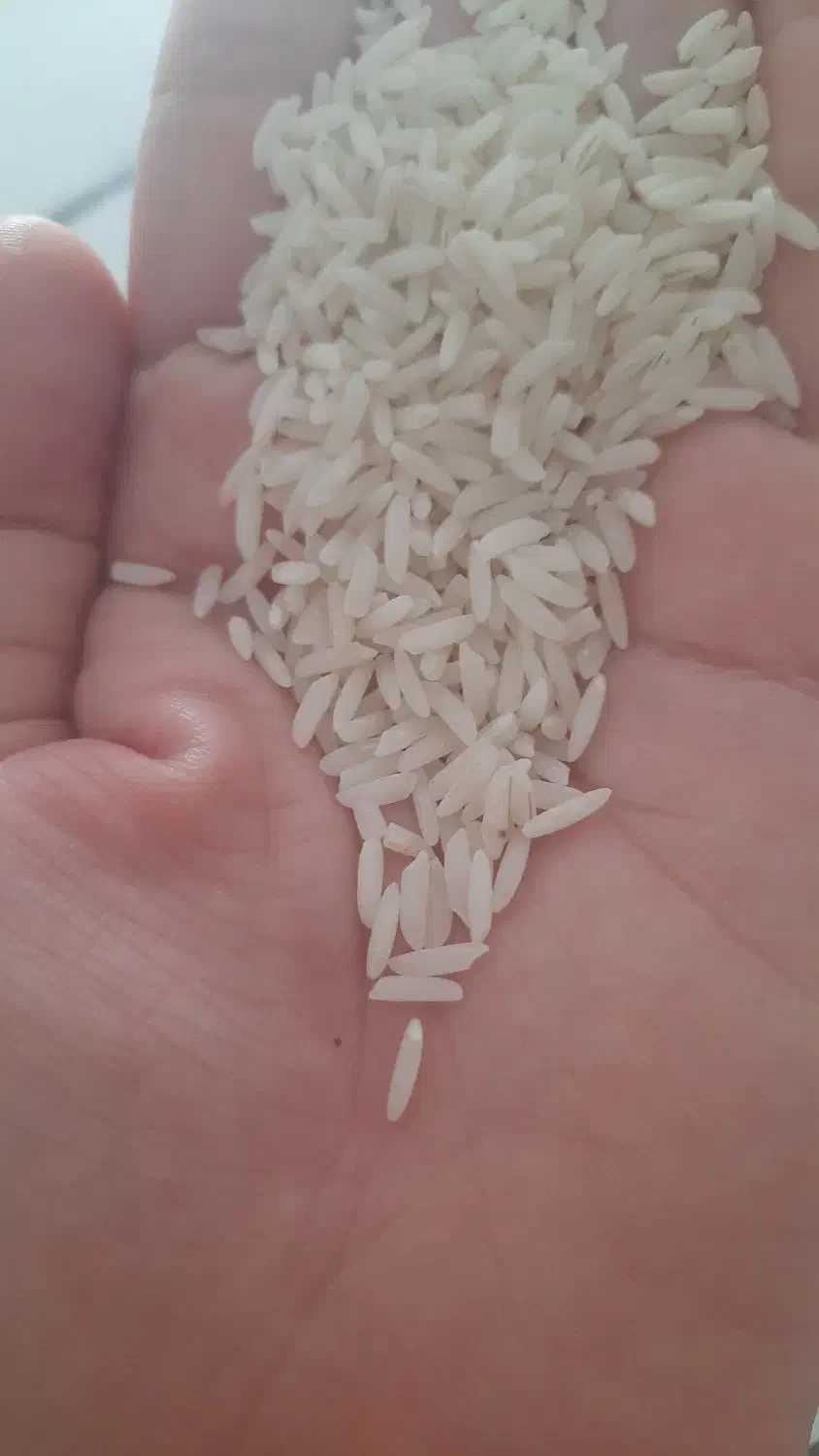 برنج هاشمی سورتینگ شده|خوردنی و آشامیدنی|رشت, پل تالشان|دیوار