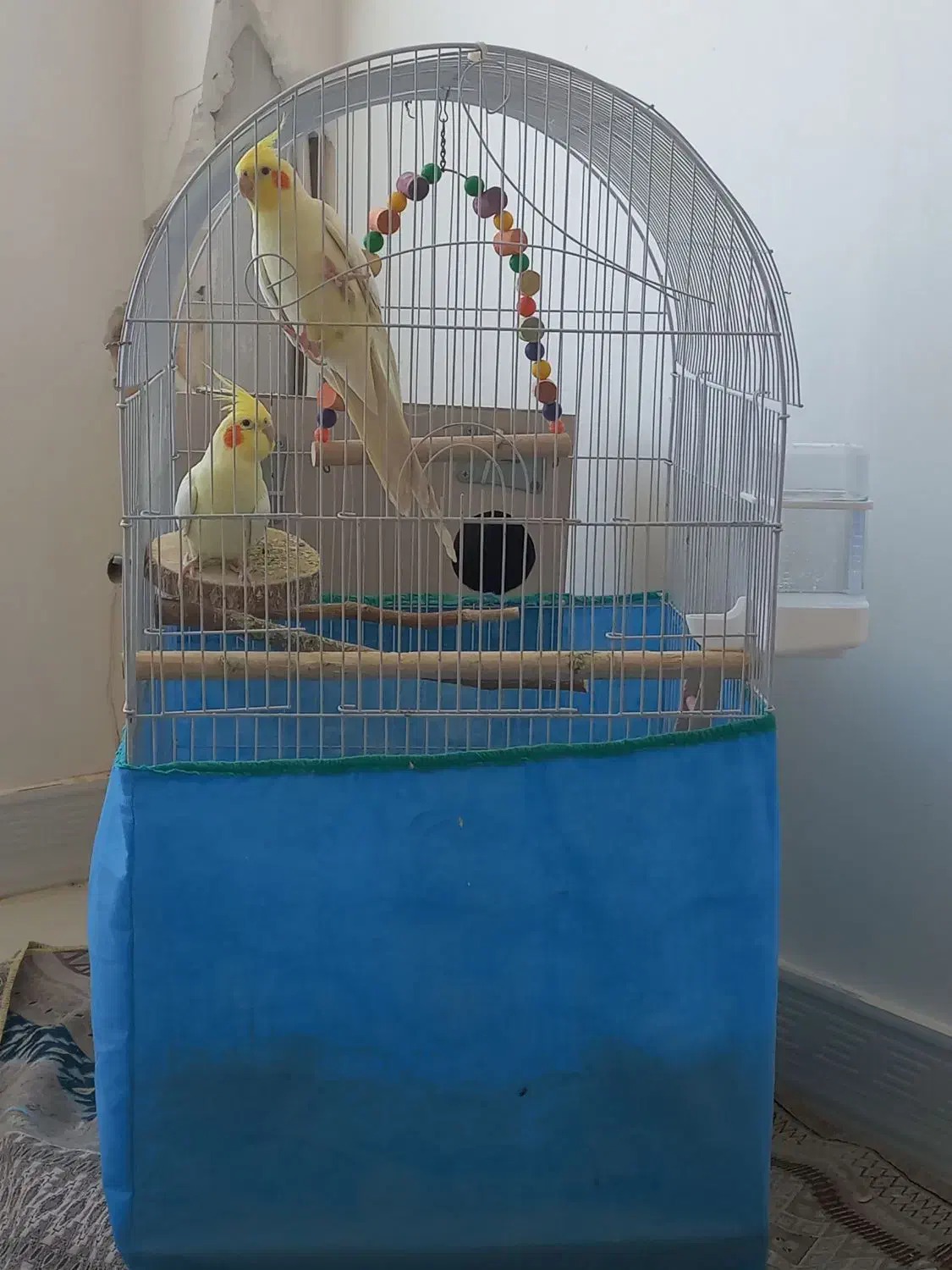 یک جفت عروس هلندی|پرنده|فامنین, |دیوار