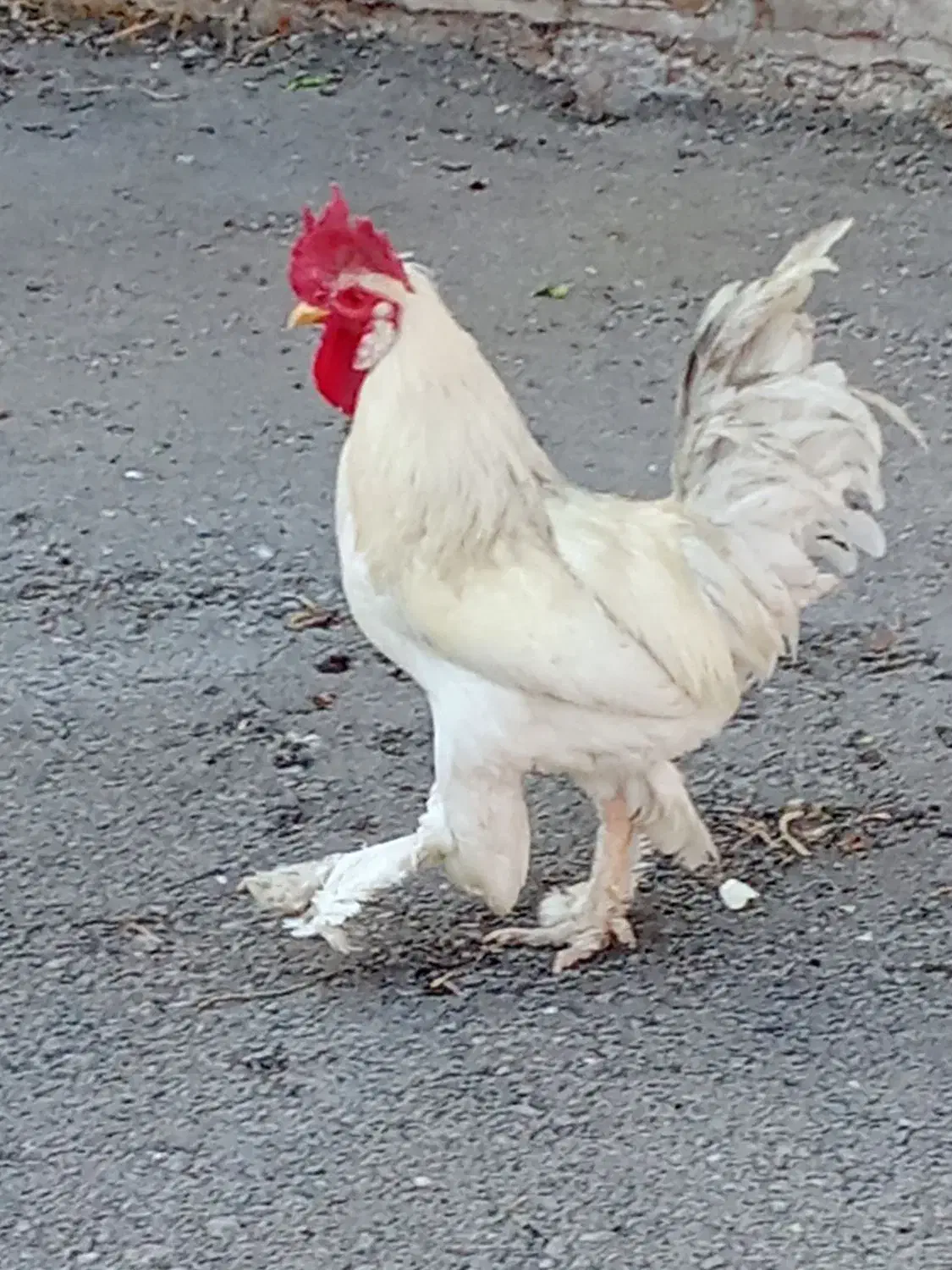 خروس 9ماهه ویک سال دوماه|حیوانات مزرعه|دوگنبدان, |دیوار