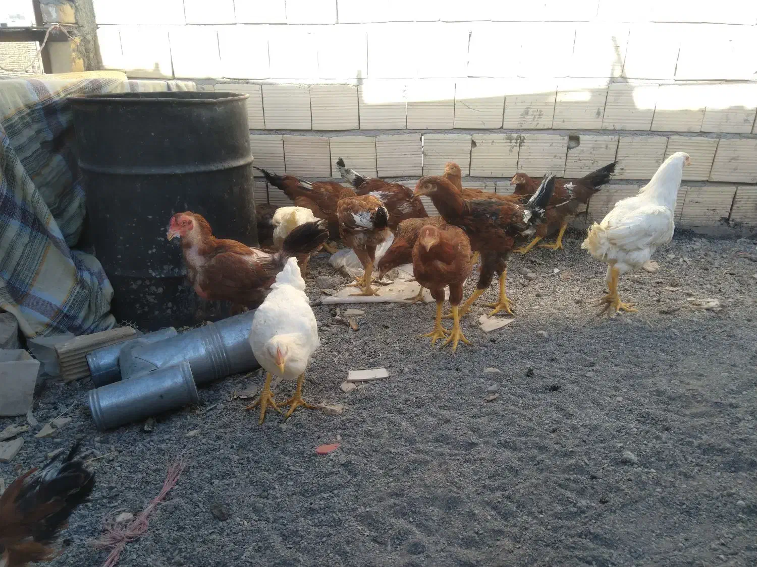 خروس لاری مرغ لاری نیمچه|حیوانات مزرعه|تربتحیدریه, حسنی بالا|دیوار