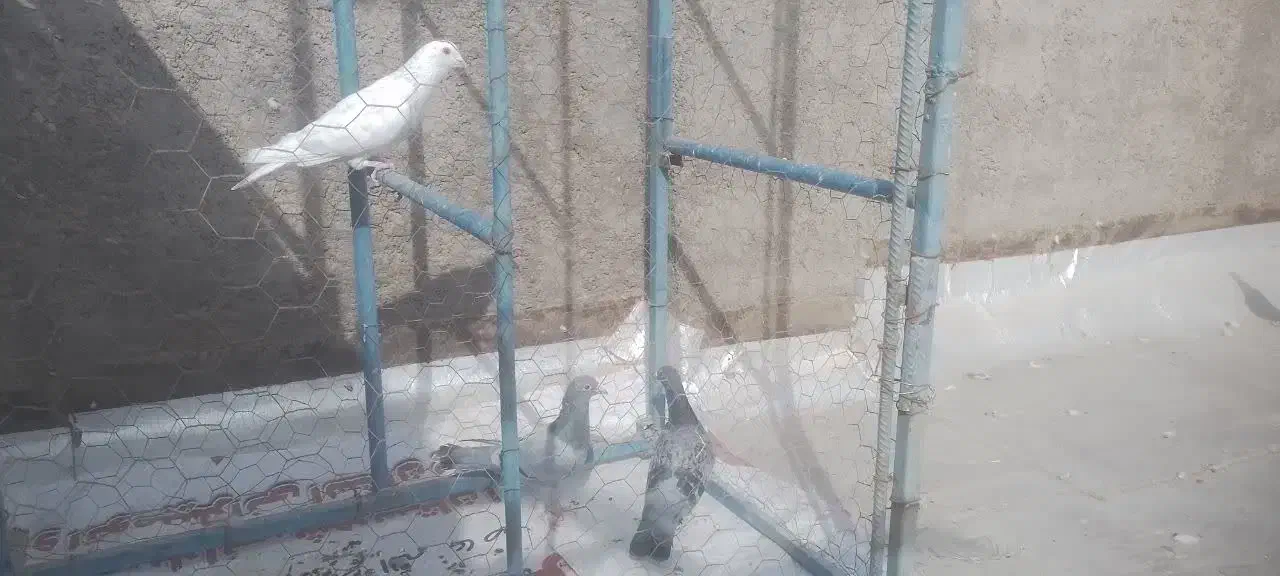 کبوتر  کیلومتری|پرنده|اردکان, |دیوار