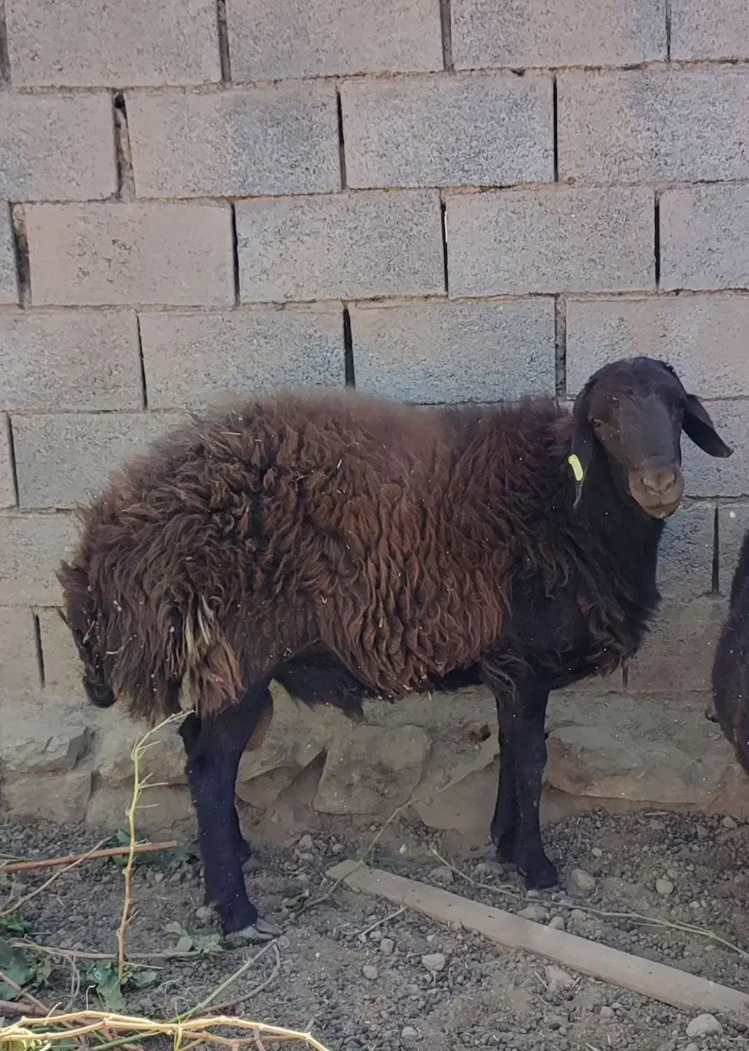 قوچ همو دوساله جوان|حیوانات مزرعه|هلالی, |دیوار