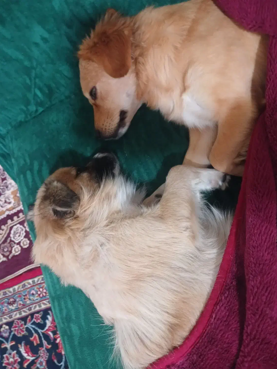 سگ گمشده|حیوانات|اصفهان, بهرامآباد|دیوار