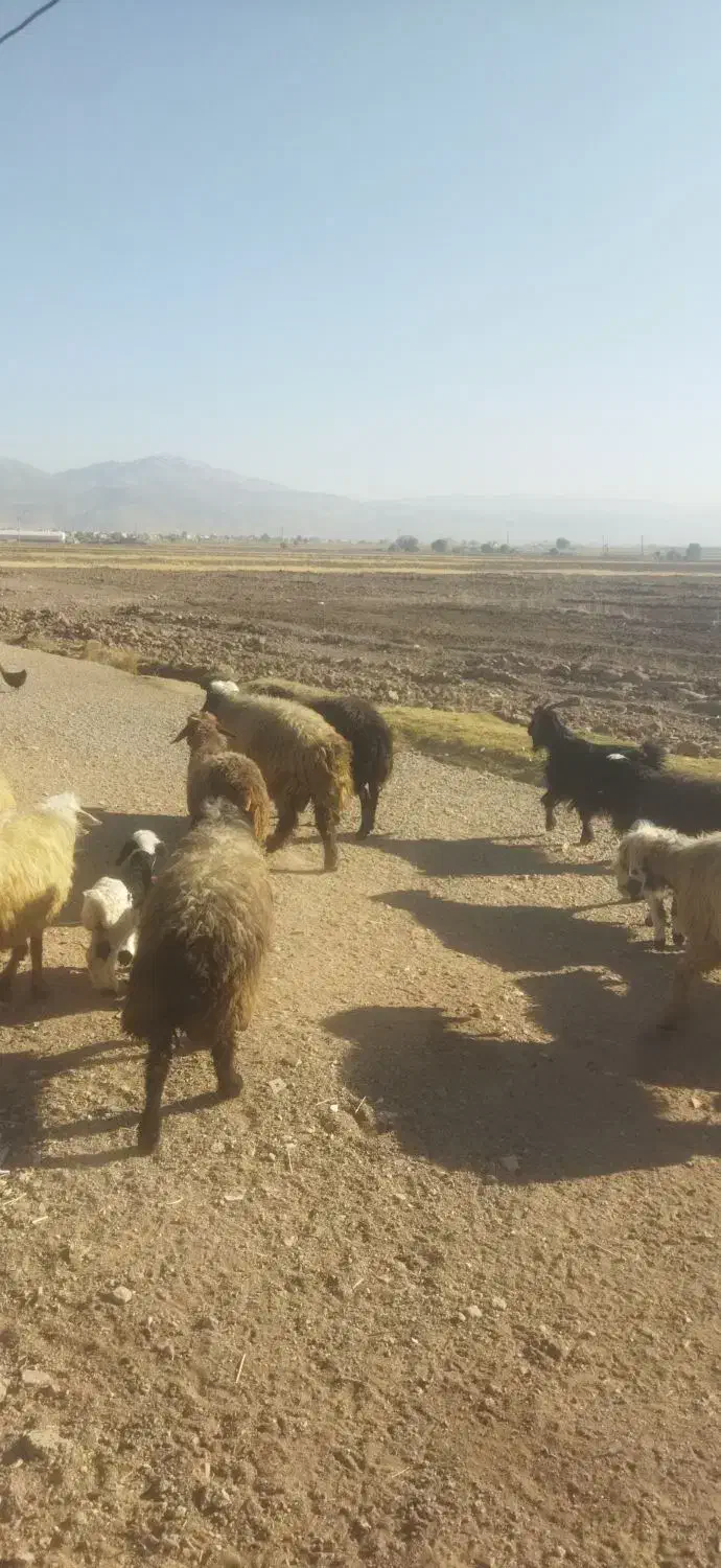 قوچ بختیاری|حیوانات مزرعه|خانمیرزا, |دیوار