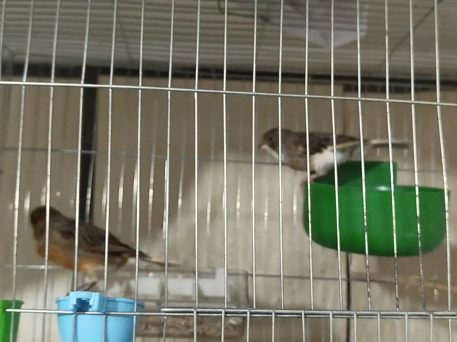 قناری نروماده|پرنده|فولادشهر, مسکن مهر فولادشهر|دیوار