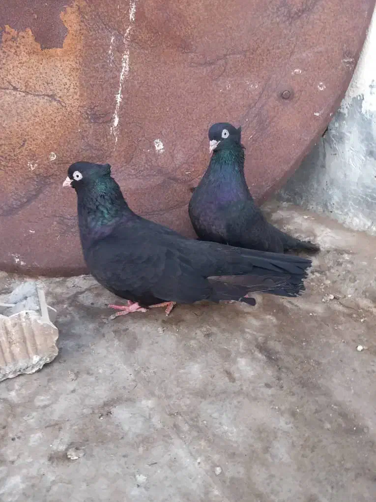 کبوتر|پرنده|قشم, |دیوار