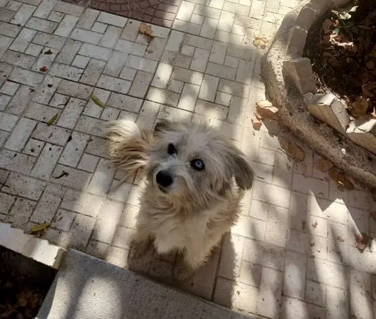 واگذاری رایگان سگ|سگ|رودهن, |دیوار