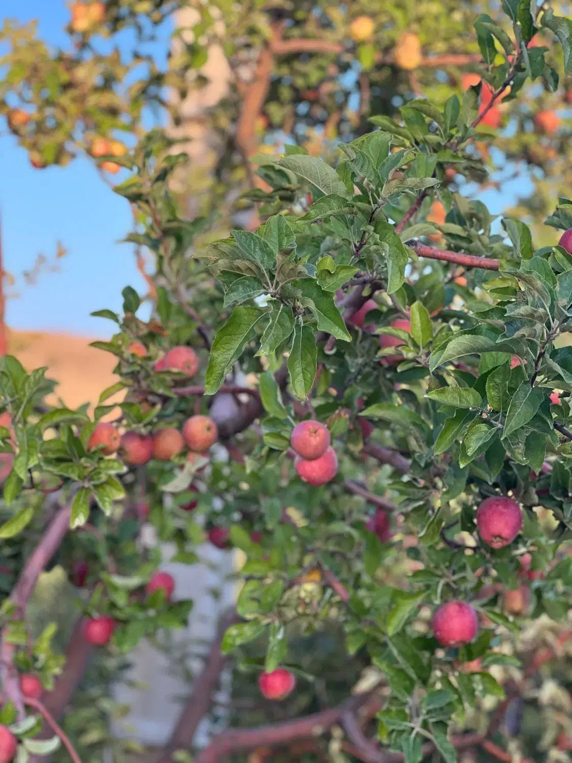 باغ میوه|فروش دفتر صنعتی، کشاورزی، تجاری|یاسوج, |دیوار