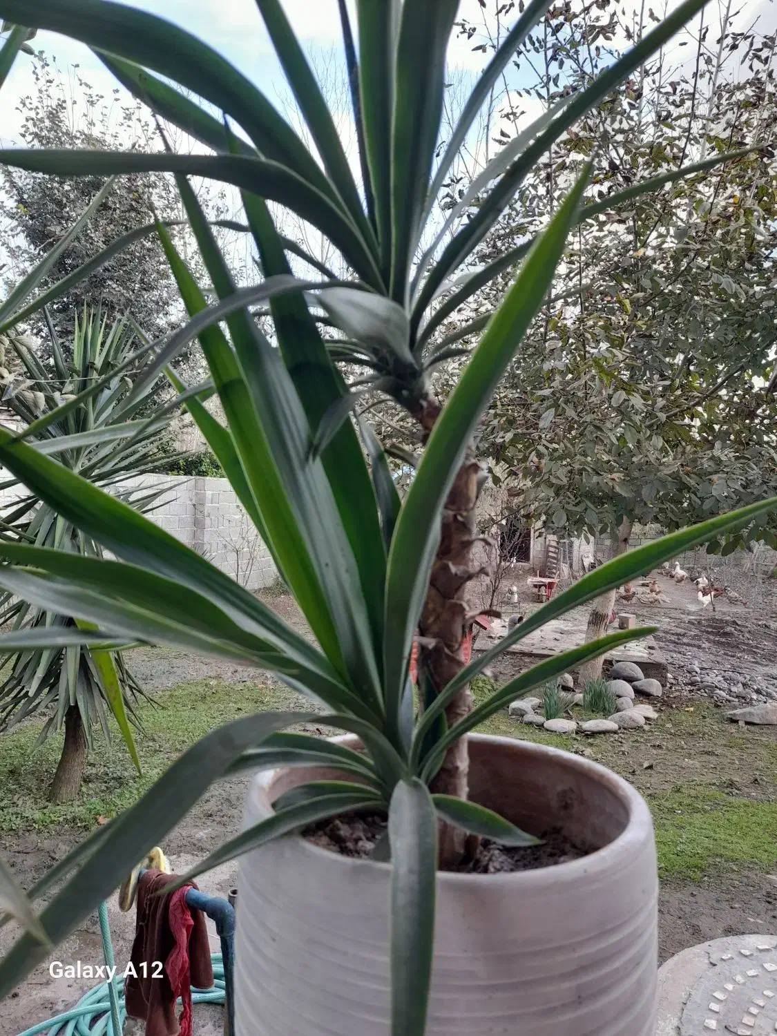 درخت یوکا|گل و گیاه طبیعی|سنگر, |دیوار