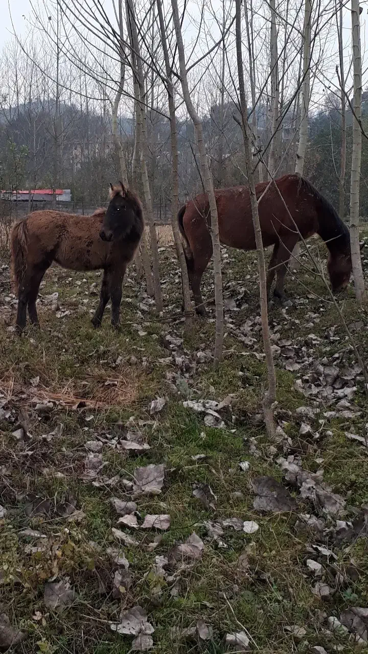 فروش|حیوانات مزرعه|لاهیجان, لیل|دیوار