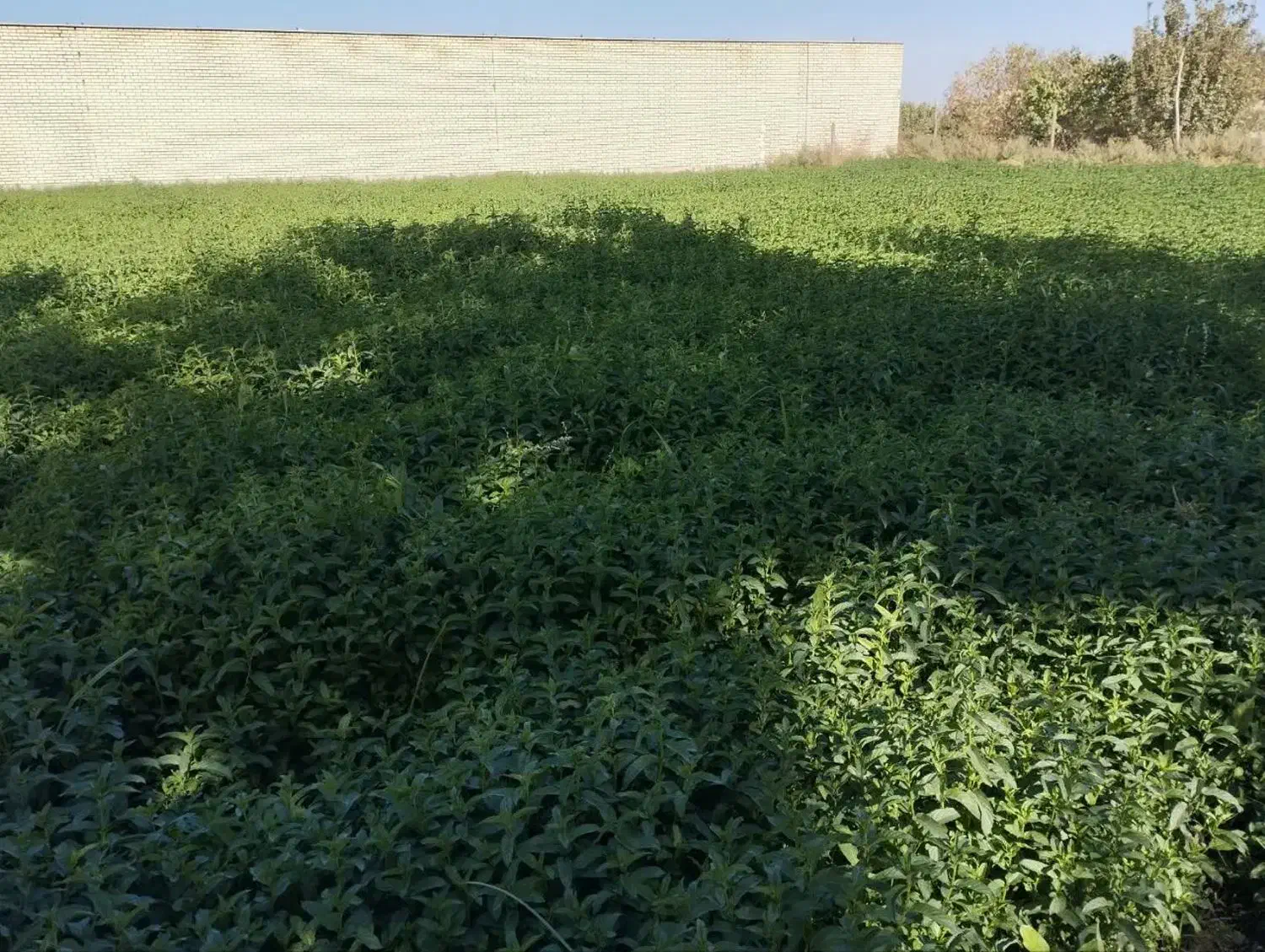 نعنا جهت خشک کردن|خوردنی و آشامیدنی|کاشان, یزد‌آباد|دیوار