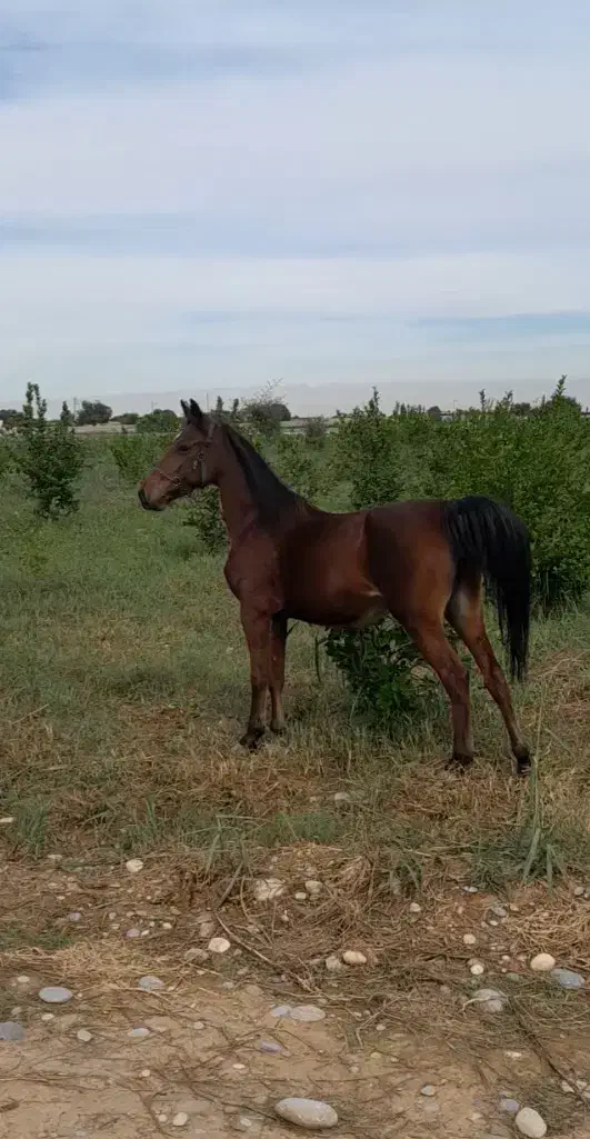 مادیون فروشی...|اسب و تجهیزات اسبسواری|دزفول, |دیوار