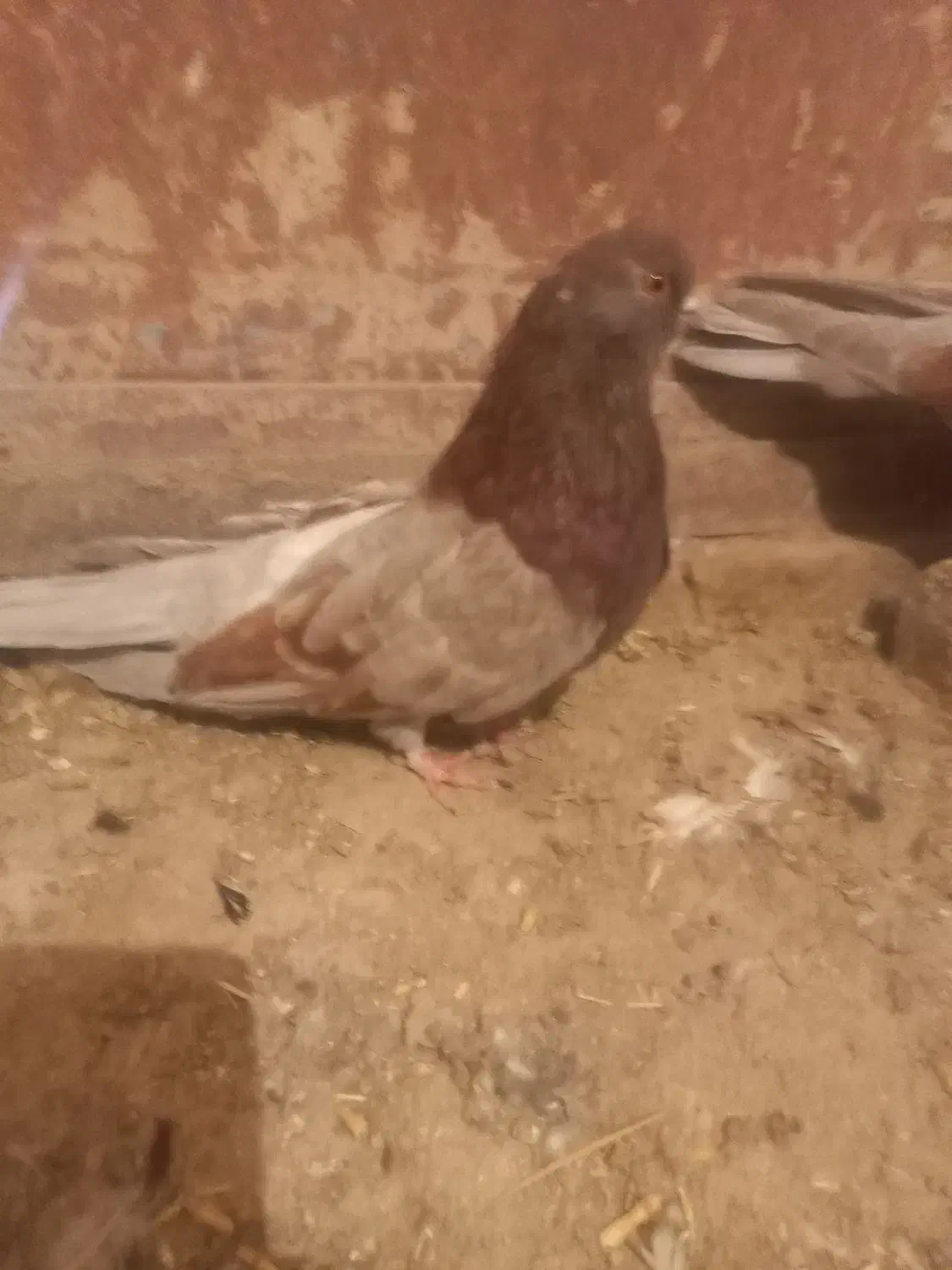 طوقی|پرنده|اردبیل, |دیوار