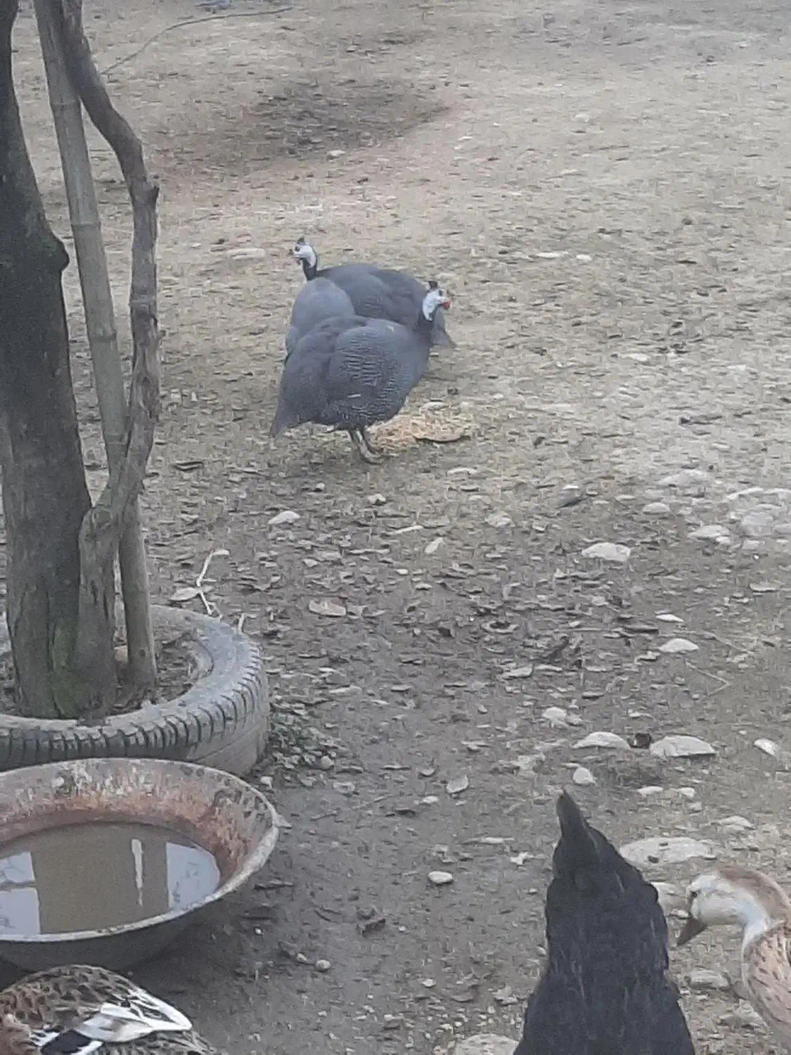 شاخدار یا روسی|حیوانات مزرعه|ماسال, |دیوار