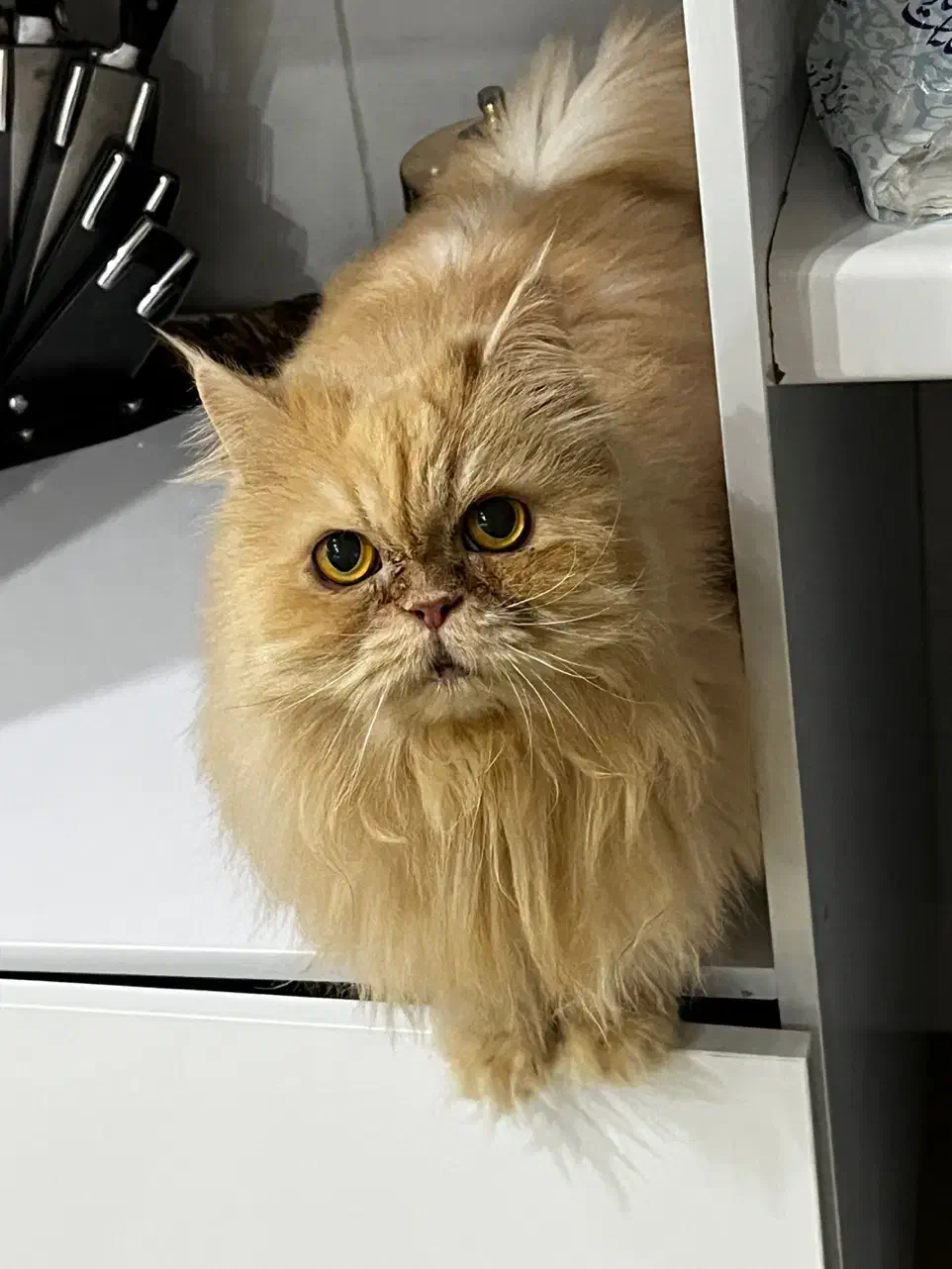 گربه پرشین|گربه|بوشهر, |دیوار